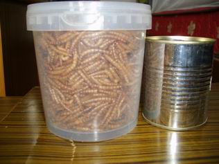 dried mealworm freeze mealworms for hamster and repties