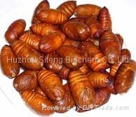 Silkworm Pupa Protein Powder