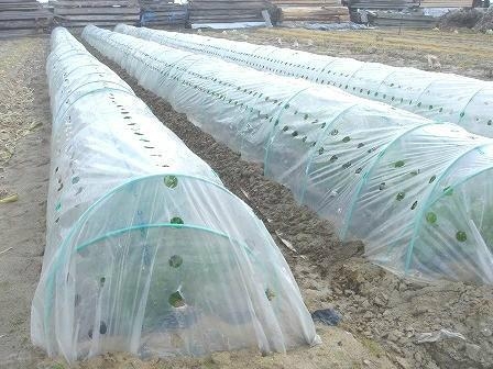 Greenhouse and Small Tunnel Films