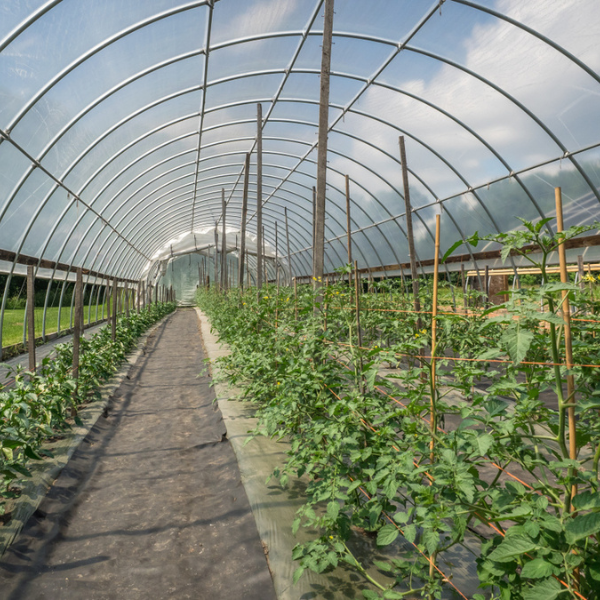 Greenhouse Film Agricultural Multi Span Film Greenhouse Agricultural Film