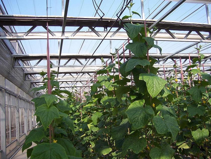 Vegetable-growing Greenhouse