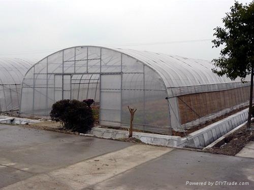 single-span film greenhouse
