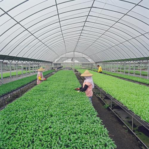 polycarbonate sheet for greenhouse