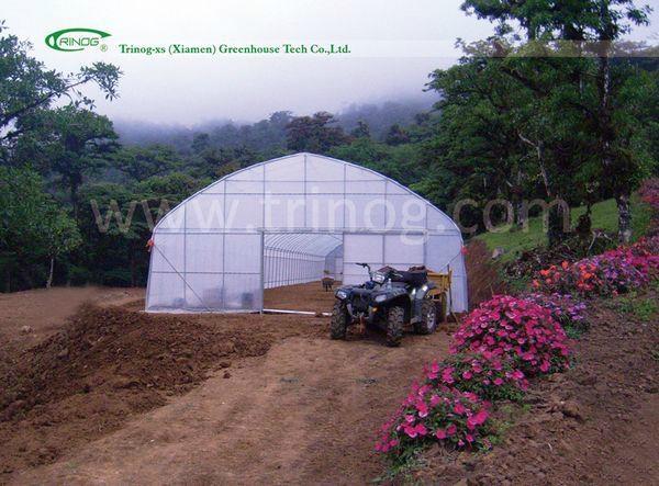 Economical Tunnel Film Greenhouse