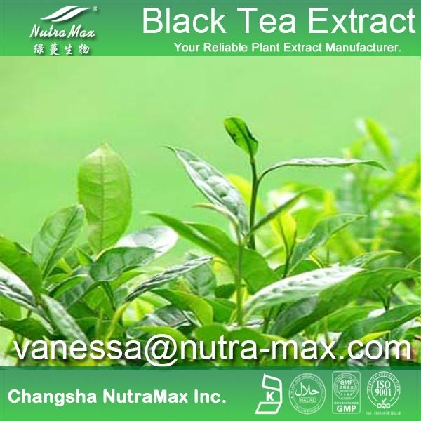 Black Tea P. E. 40% Theaflavine