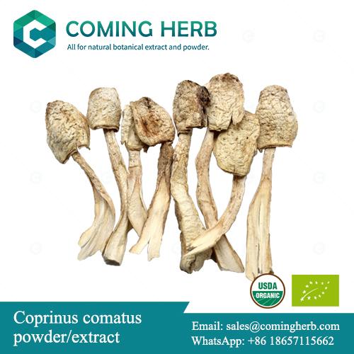 Coprinus comatus extract, Shaggy mane mushroom powder, Lawyer’s wig